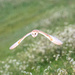 Barn Owl (cropped version)
