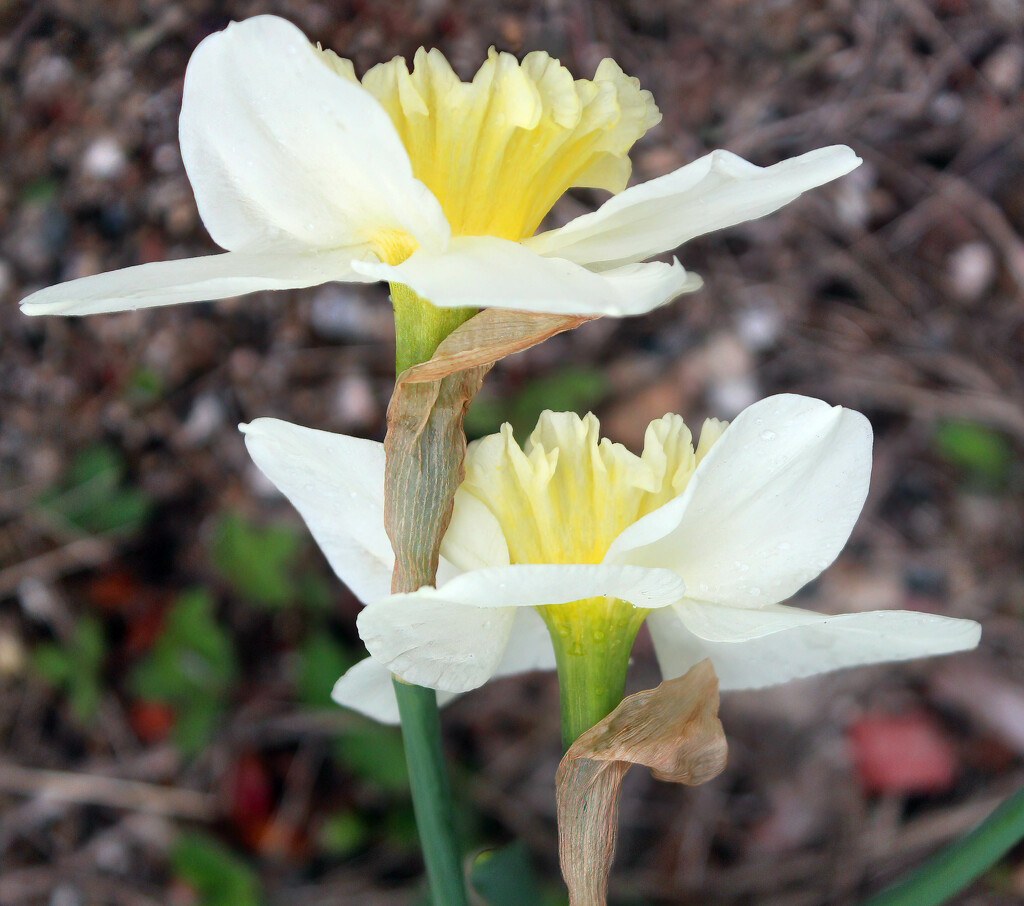 Garden Daffodils by paintdipper