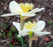 5th May 2024 - Garden Daffodils