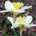 Garden Daffodils