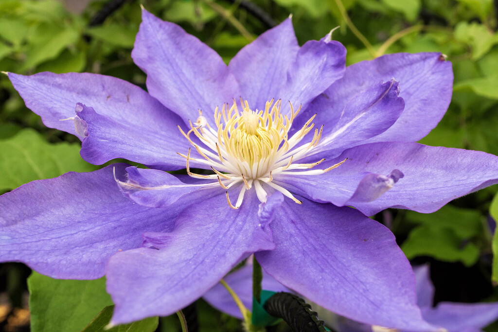 Blue Clematis by k9photo