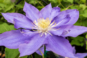 5th May 2024 - Blue Clematis