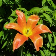 5th May 2024 - sun and tulip shine