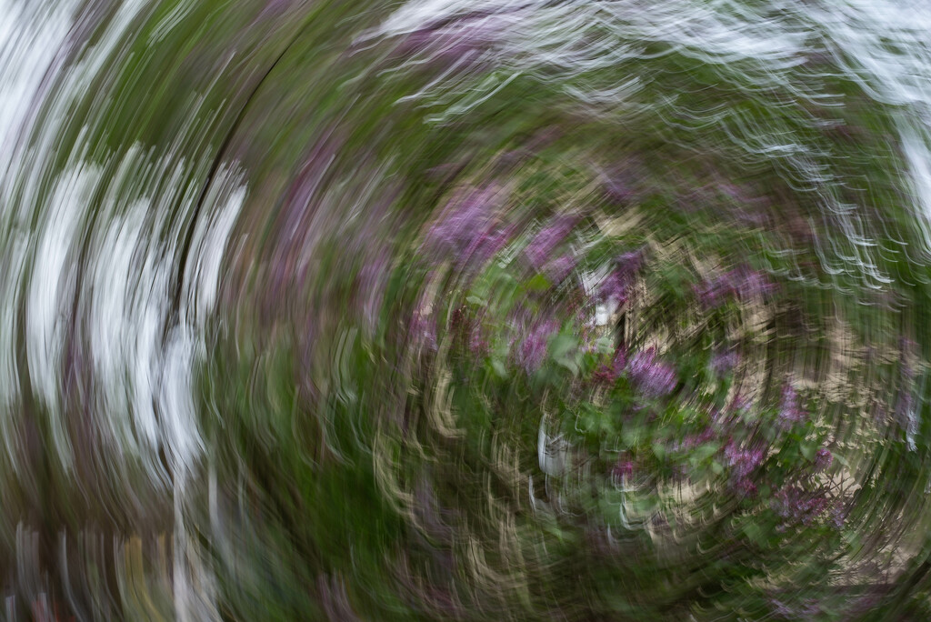 Lilac Swirl by darchibald