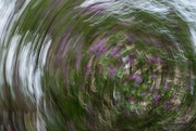 5th May 2024 - Lilac Swirl