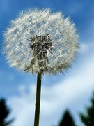 3rd May 2024 - Make a Wish