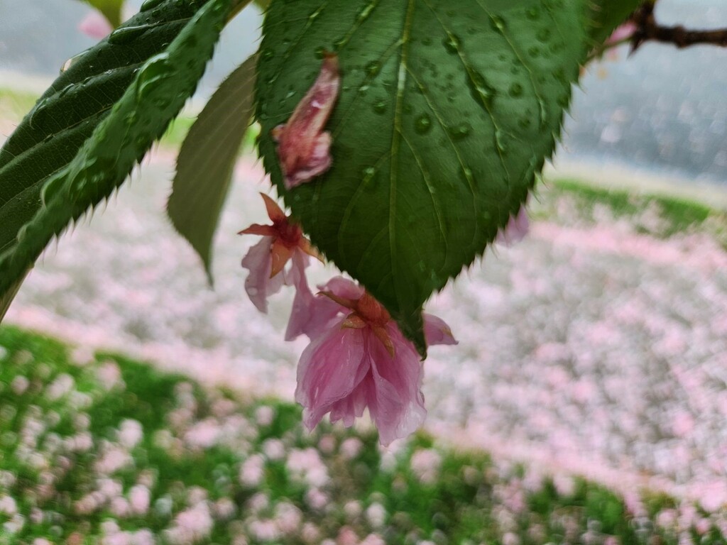 Pink Rainy Day  by jo38