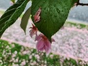 5th May 2024 - Pink Rainy Day 