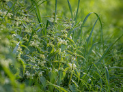 5th May 2024 - White dead-nettle