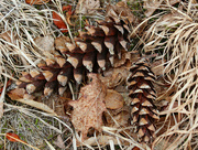 6th May 2024 - Gathering Pine Cones