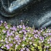 Ivy leaved toadflax  by pattyblue