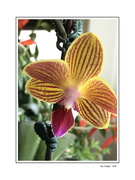 1st May 2024 - Orchid