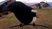 2nd May 2024 - Magpie