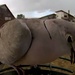 Eurasian Dove by kbird61