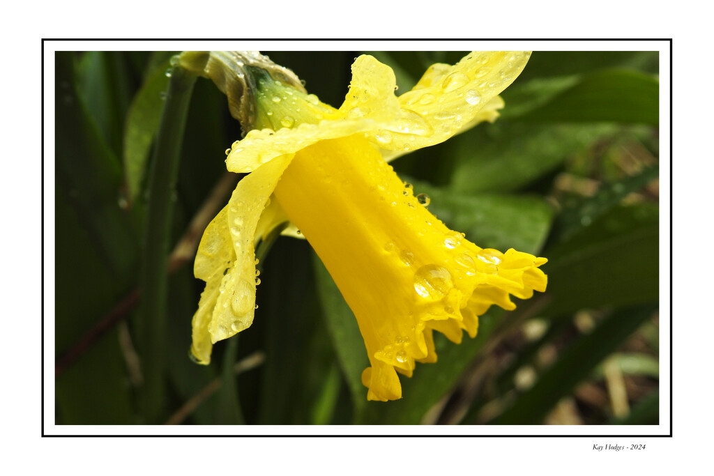 Rainy Day Daffodil by kbird61