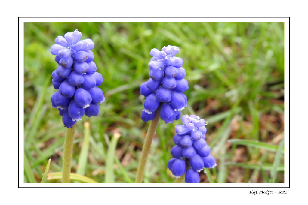 Rainy Day Hyacinth by kbird61