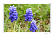5th May 2024 - Rainy Day Hyacinth