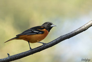 4th May 2024 - The Beautiful Oriole