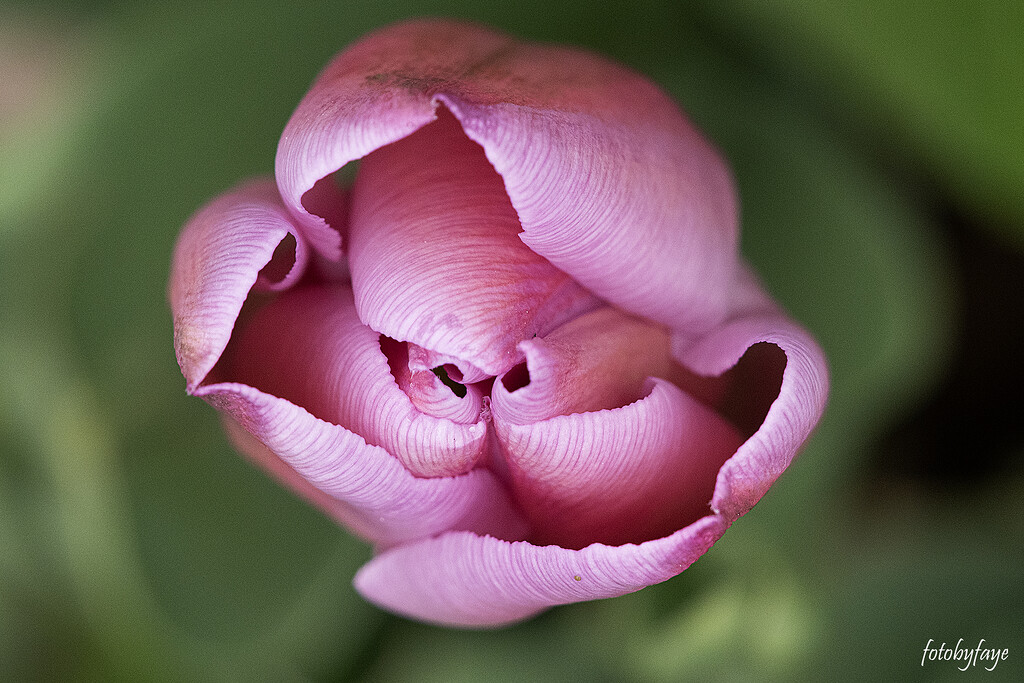 Pink Tulip by fayefaye