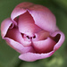 Pink Tulip by fayefaye