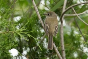 5th May 2024 - Least Flycatcher