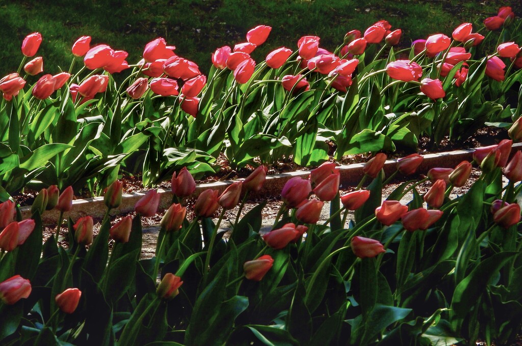 tulips… by amyk