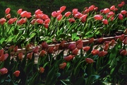 5th May 2024 - tulips…
