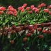 tulips…