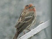 5th May 2024 - House Finch