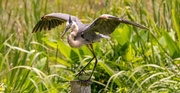 5th May 2024 - Blue Heron on the Post!