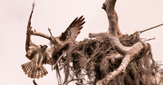 5th May 2024 - Mom Osprey, Returning to the Nest!