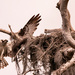 Mom Osprey, Returning to the Nest!