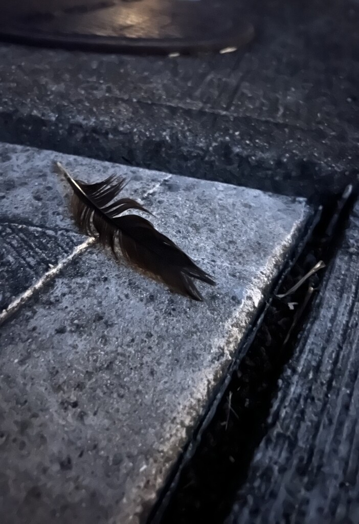 Night street feather by sjgiesman