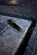 5th May 2024 - Night street feather