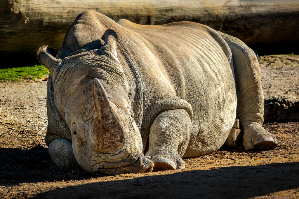 Sleepy Rhino by nickspicsnz