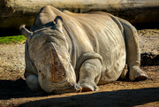 3rd May 2024 - Sleepy Rhino