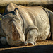 Sleepy Rhino by nickspicsnz