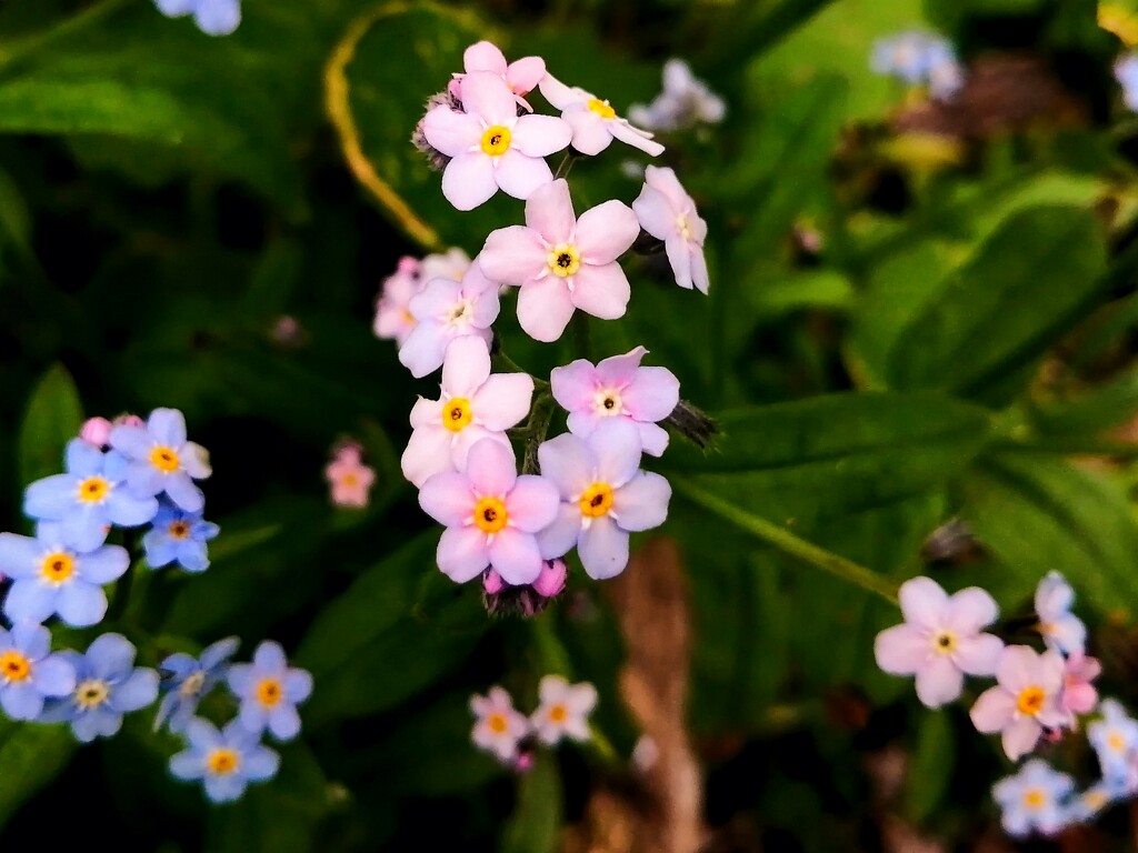 Pink Forget-Me-Nots by princessicajessica
