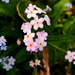 Pink Forget-Me-Nots