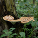 Pheasant back mushroom by bobbic