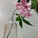 A single stem flower by jgcapizzi