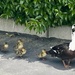 Quackers by joysfocus