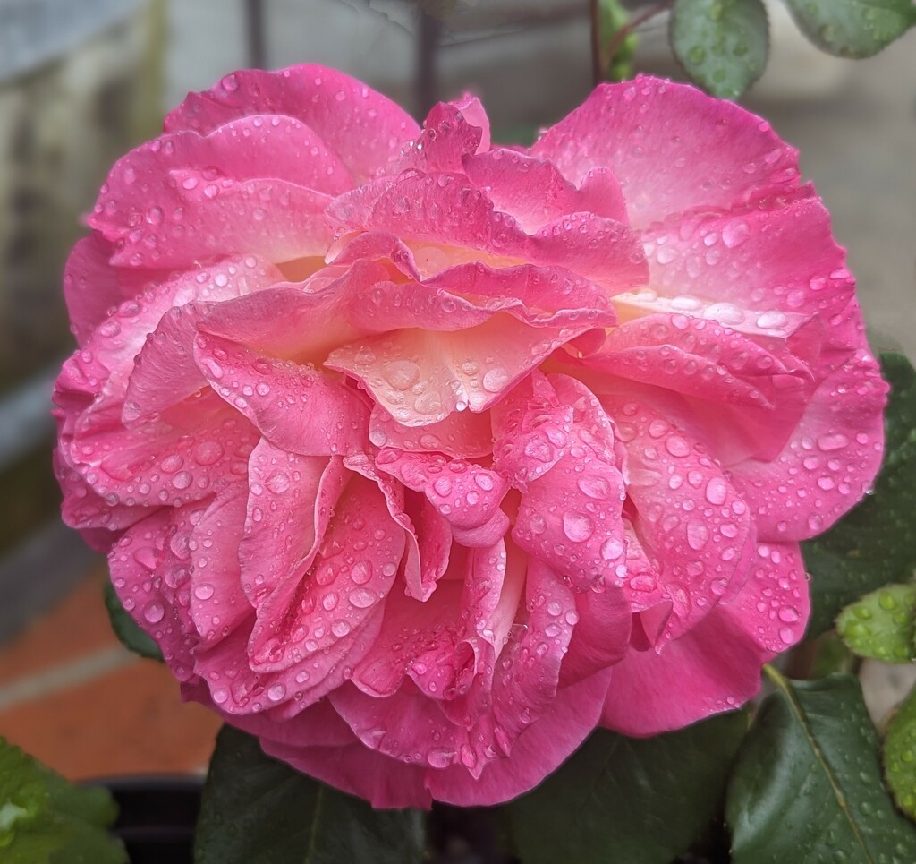 raindrops on a rose by ellene