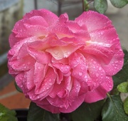 13th Apr 2024 - raindrops on a rose