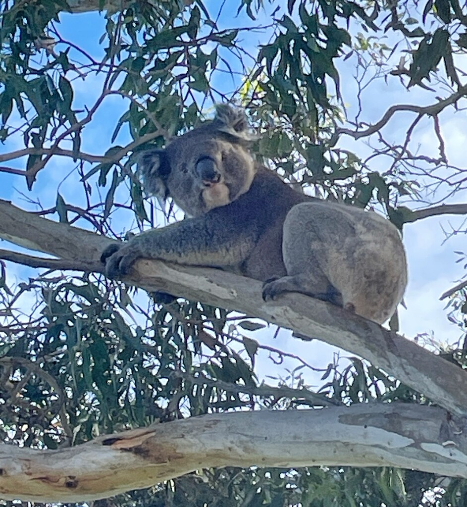 Koala  by sonyam