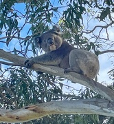 6th May 2024 - Koala 