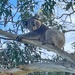 Koala  by sonyam