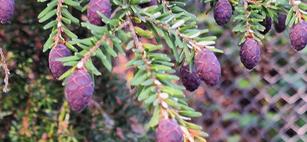 Purple pinecones at Coulon Park  by 912greens