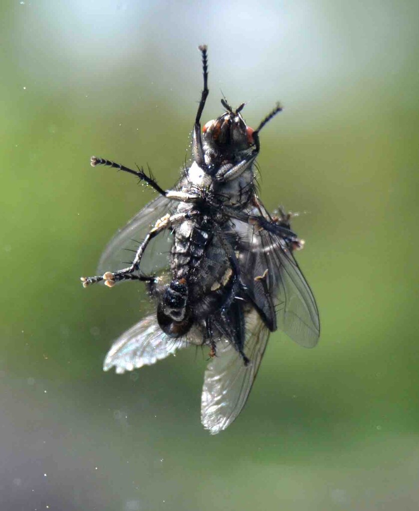 Mating Horseflies by arkensiel