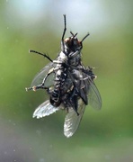 5th May 2024 - Mating Horseflies